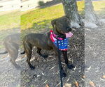 Small #3 Labrador Retriever Mix
