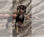 Small #3 Yorkshire Terrier