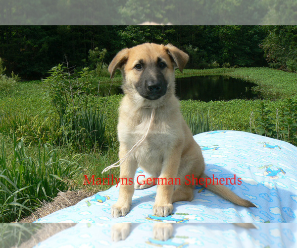 Medium Photo #2 German Shepherd Dog Puppy For Sale in PIEDMONT, MO, USA
