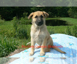 Small #1 German Shepherd Dog
