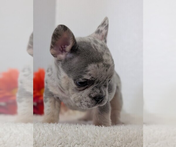 Medium Photo #30 French Bulldog Puppy For Sale in GOSHEN, IN, USA