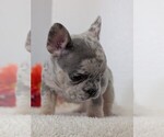 Small Photo #30 French Bulldog Puppy For Sale in GOSHEN, IN, USA