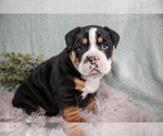 Puppy Collin Beabull