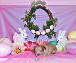 Small Photo #8 Chihuahua Puppy For Sale in CHARLESTON, AR, USA