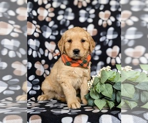 Golden Retriever Puppy for sale in OXFORD, PA, USA