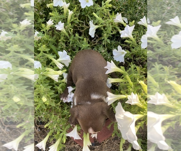 Medium Photo #4 Boston Terrier Puppy For Sale in FREDONIA, KS, USA