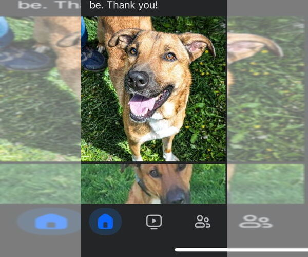 Medium Photo #4  Puppy For Sale in , 