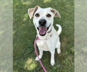 Collie-Unknown Mix Dogs for adoption in Evansville, IN, USA