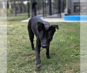 German Shepherd Dog-Unknown Mix Dogs for adoption in Temple, TX, USA