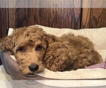 Small Photo #4 Goldendoodle Puppy For Sale in SHAWNEE, OK, USA