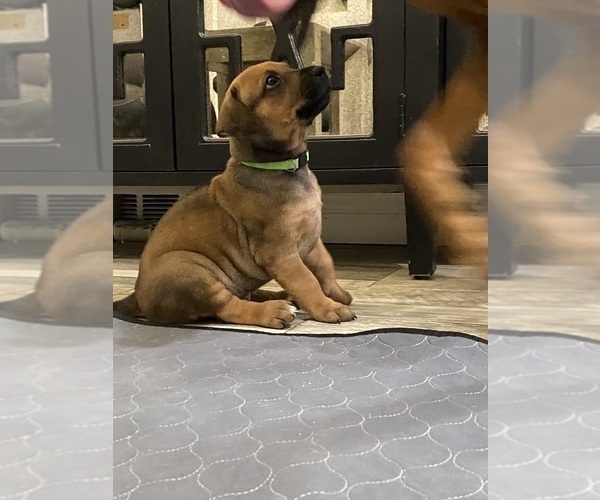 Medium Photo #9 Rhodesian Ridgeback Puppy For Sale in KELLER, TX, USA