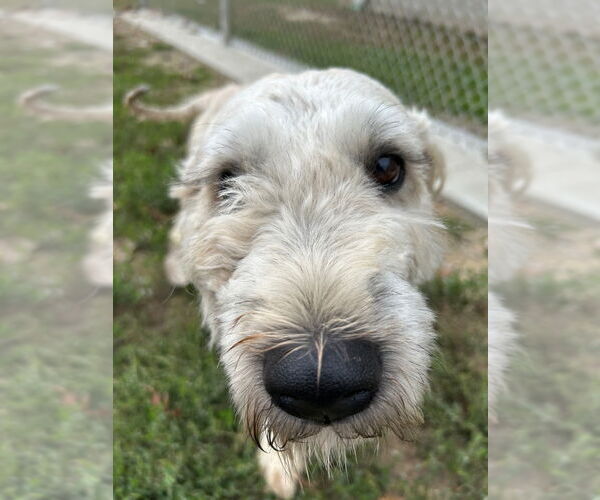 Medium Photo #3 Mutt Puppy For Sale in Pierceton , IN, USA