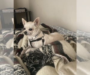 Chihuahua Puppy for sale in CASTLE HAYNE, NC, USA