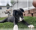 Small Photo #4 Borador Puppy For Sale in CO SPGS, CO, USA