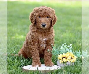 Goldendoodle Puppy for sale in RONKS, PA, USA