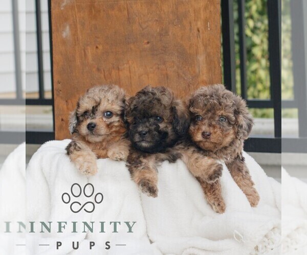 Medium Photo #2 Poodle (Miniature) Puppy For Sale in GORDONVILLE, PA, USA