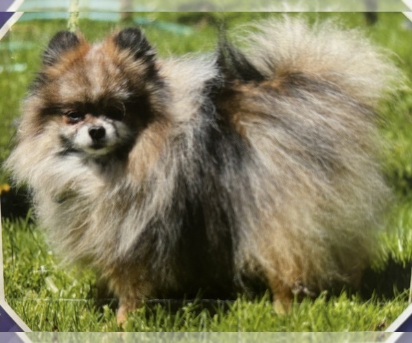 Medium Photo #1 Pomeranian Puppy For Sale in ROCK STREAM, NY, USA