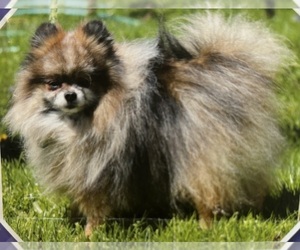 Father of the Pomeranian puppies born on 05/14/2025