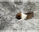 Small #8 Pomeranian