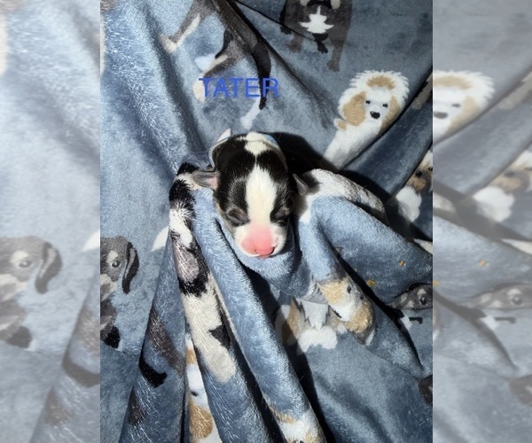 Medium Photo #3 Pembroke Welsh Corgi Puppy For Sale in INDEPENDENCE, MO, USA