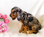 Small Photo #25 Cocker Spaniel Puppy For Sale in WAKARUSA, IN, USA