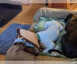 Small #1 American Pit Bull Terrier