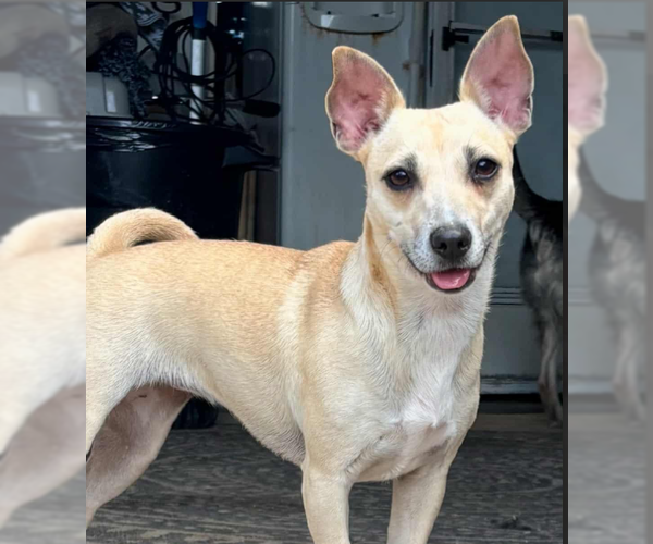 Medium Photo #1 Chiweenie Puppy For Sale in Cranston, RI, USA