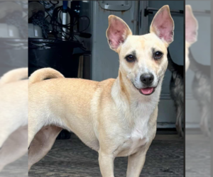 Chiweenie Dogs for adoption in Cranston, RI, USA