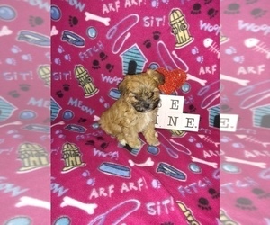 Maltese Puppy for sale in LAPEER, MI, USA