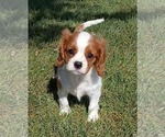 Small Cavalier King Charles Spaniel