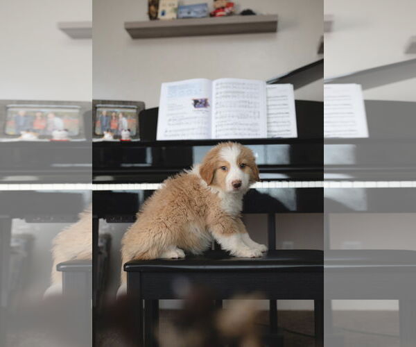 Medium Photo #6 Collie-Unknown Mix Puppy For Sale in Sandy, UT, USA