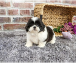 Small #2 Shih Tzu