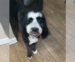 Small Photo #1 Bernedoodle Puppy For Sale in CLANTON, AL, USA