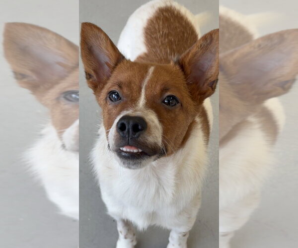 Medium Photo #2 Basenji Puppy For Sale in Studio City, CA, USA