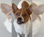 Small #1 Basenji
