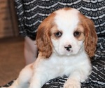Small Photo #4 Cavalier King Charles Spaniel Puppy For Sale in REINHOLDS, PA, USA