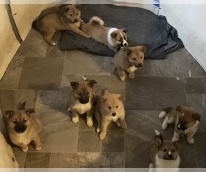Australian Shepherd-Shiba Inu Mix Puppy for sale in ANDERSON, IN, USA