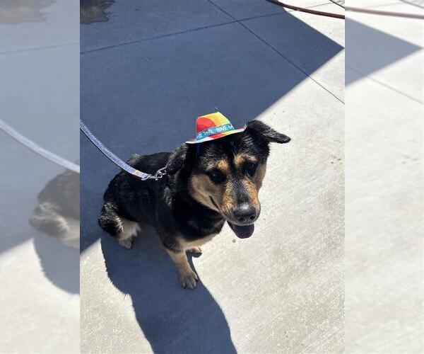 Medium Photo #2 Rottweiler-Unknown Mix Puppy For Sale in Elk Grove, CA, USA