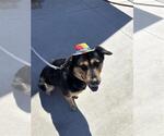 Small #1 Rottweiler Mix
