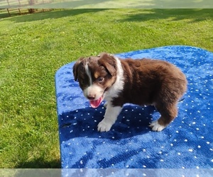 Miniature American Shepherd Puppy for sale in MONTGOMERY CITY, MO, USA