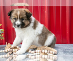 Small Photo #18 Australian Shepherd Puppy For Sale in GREENFIELD, OH, USA