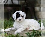 Small #2 Cavapoo (Miniature)