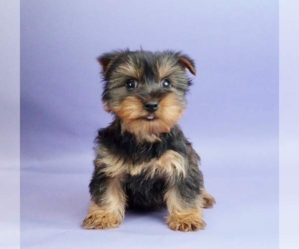 Medium Photo #1 Yorkshire Terrier Puppy For Sale in WARSAW, IN, USA