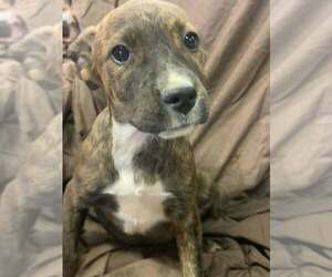 Johnson Rs : Rue - Female Australian Shepherd-Boxer Mix Dog for Adoption - Photo #2