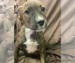 Small Photo #2 Australian Shepherd-Boxer Mix Puppy For Sale in Aurora, IN, USA
