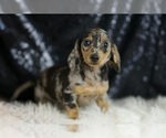 Small #1 Dachshund