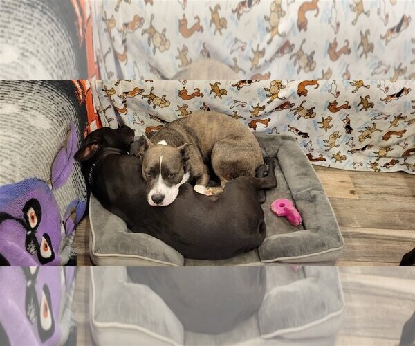 Medium Photo #7 Mutt Puppy For Sale in Katy, TX, USA