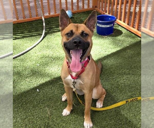 Medium Photo #2 Black Mouth Cur-Unknown Mix Puppy For Sale in Las Vegas, NV, USA