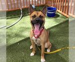 Small #1 Black Mouth Cur Mix