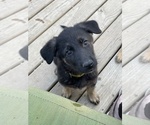 Small Photo #21 German Shepherd Dog Puppy For Sale in COLUMBIA, MO, USA